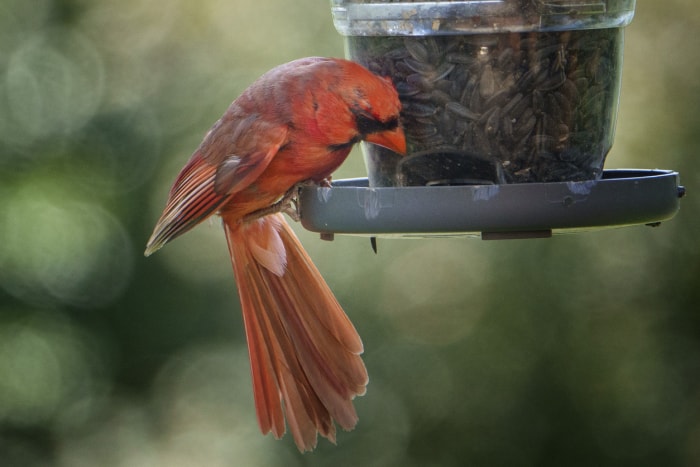 faits cardinaux cardinal à la mangeoire