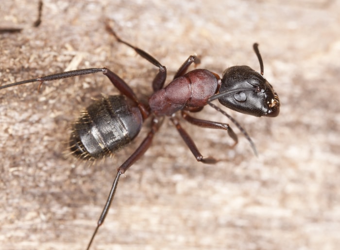 Une seule fourmi charpentière est caractérisée par une coloration noire et rouge foncé.