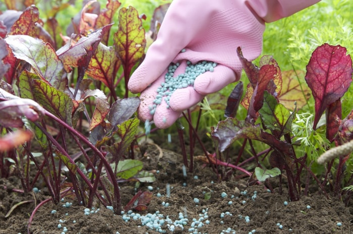 Un jardinier applique soigneusement de l'engrais près des plantes potagères dans un jardin.