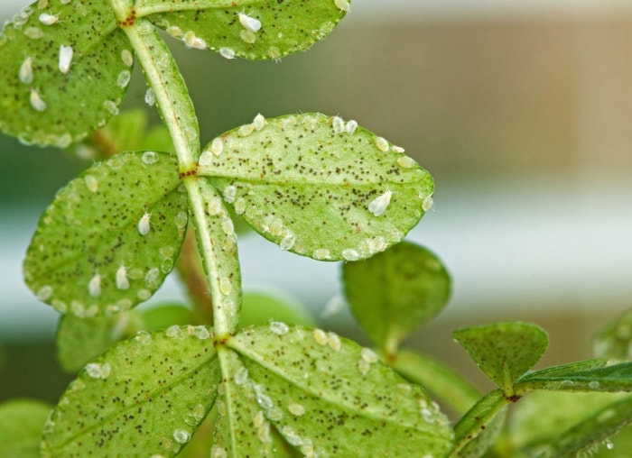 11 raisons pour lesquelles vos plantes d'intérieur meurent