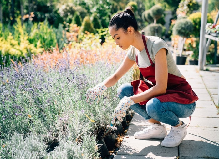 6 bestioles de jardin bénéfiques que vous pouvez acheter en ligne