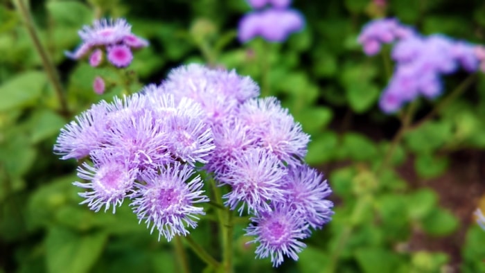 fleurs qui attirent les papillons - fleurs de soie dentaire