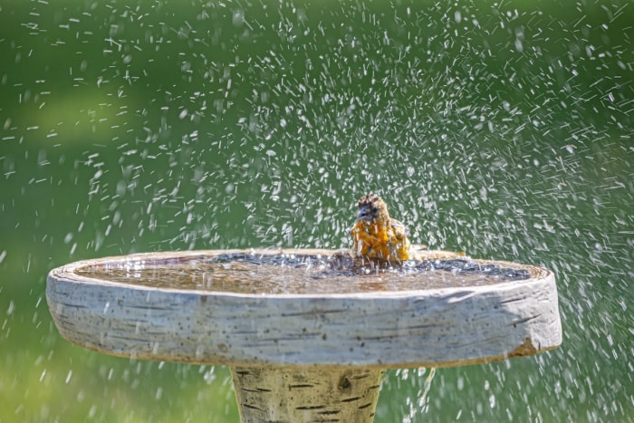 Oriole dans un bain d'oiseaux.