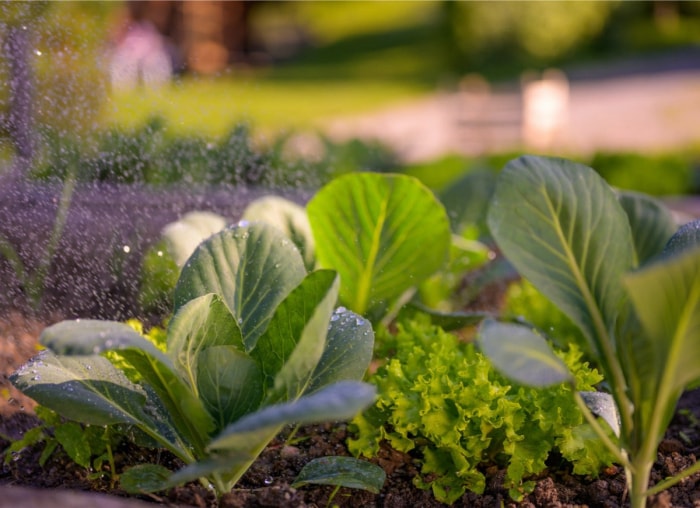 10 conseils pour transformer votre jardin en un incroyable paysage comestible