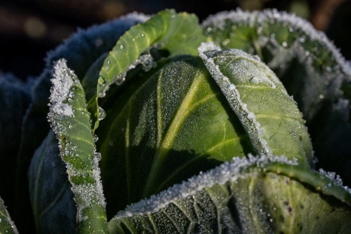 Gel sur un chou dans un potager d'automne avec des plantes compagnes.