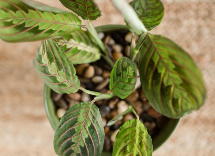 Comptez sur ces 25 plantes d'intérieur pour une couleur facile toute l'année