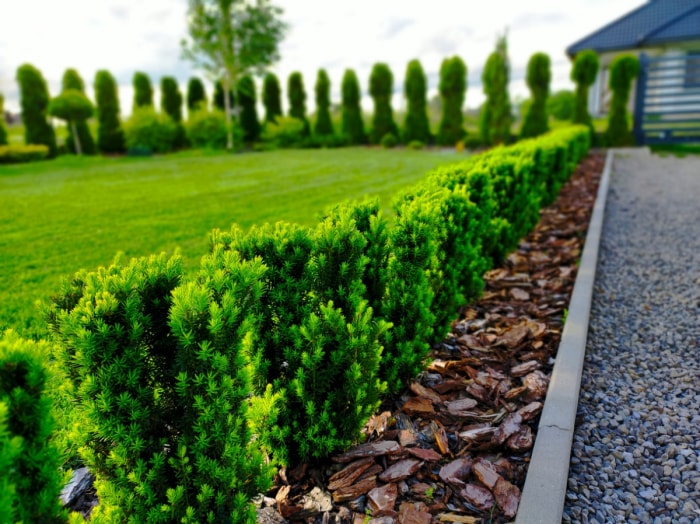 meilleurs arbustes pour le devant de la maison - bordure de haie d'ifs