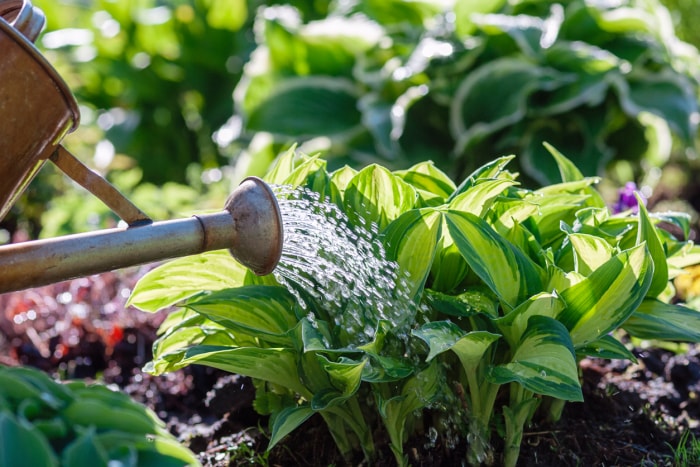 arrosage des plantes sur un parterre de fleurs dans un jardin d'été