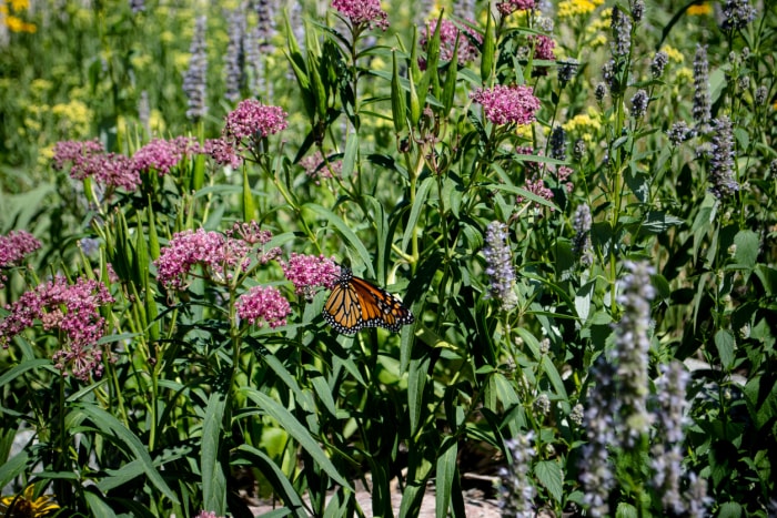 Un papillon monarque profitant d'un jardin printanier