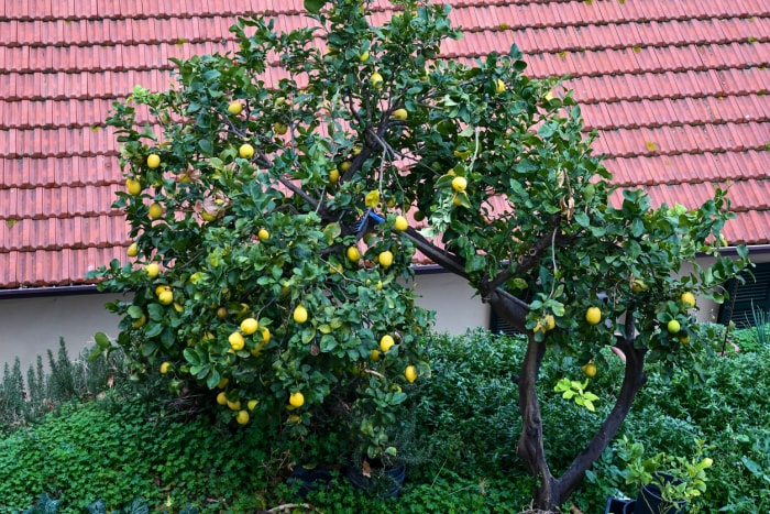 iStock-1393130286 plantes épineuses citronnier à l'extérieur d'une maison avec toit en arrière-plan