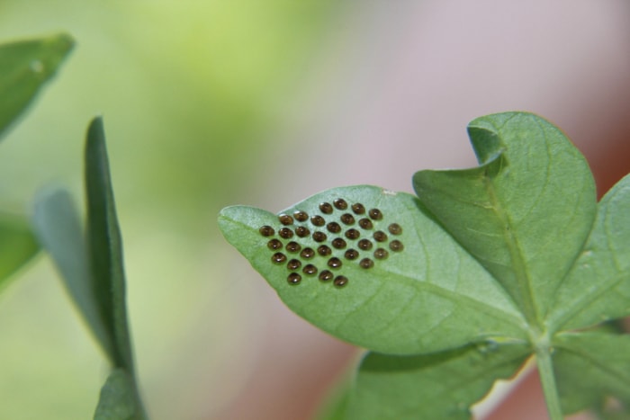 Œufs de punaise de la courge brun noirâtre uniformément espacés sur la face inférieure d'une feuille.