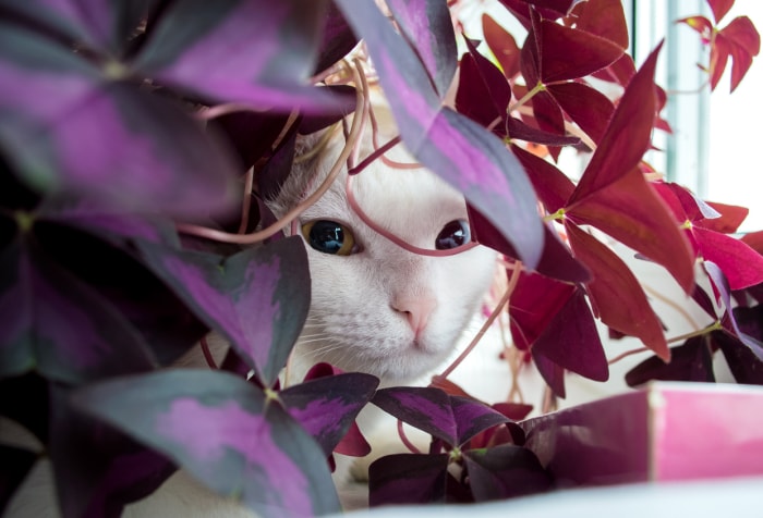 Chat domestique blanc se cachant derrière des feuilles de trèfle violet