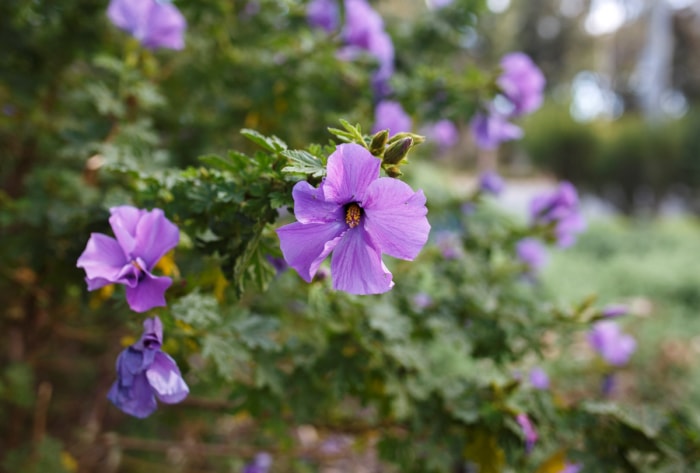 Fleurs d'hibiscus pourpres