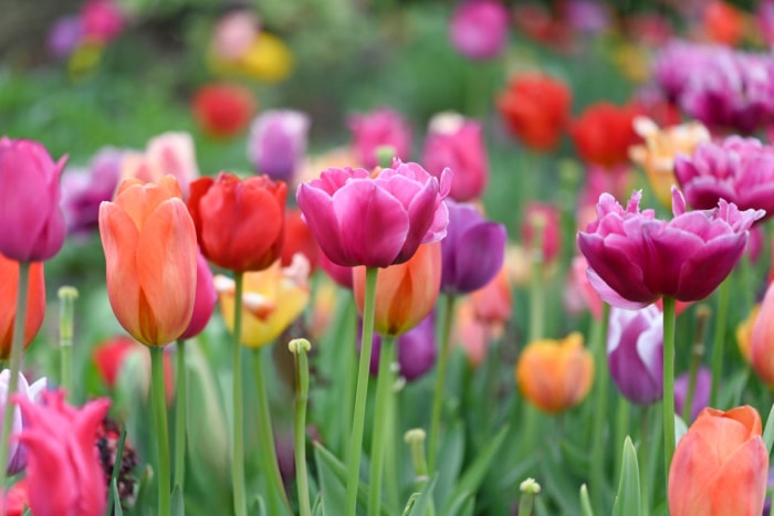 Tulipes colorées