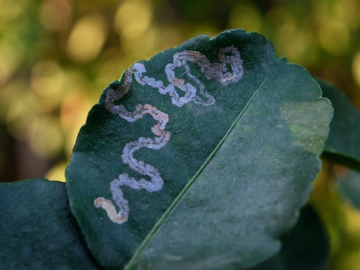 Feuille atteinte de la maladie de la mineuse.