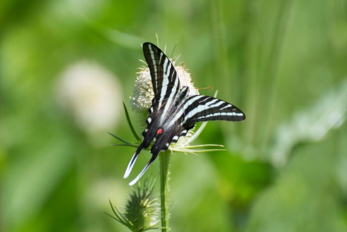 types de papillons