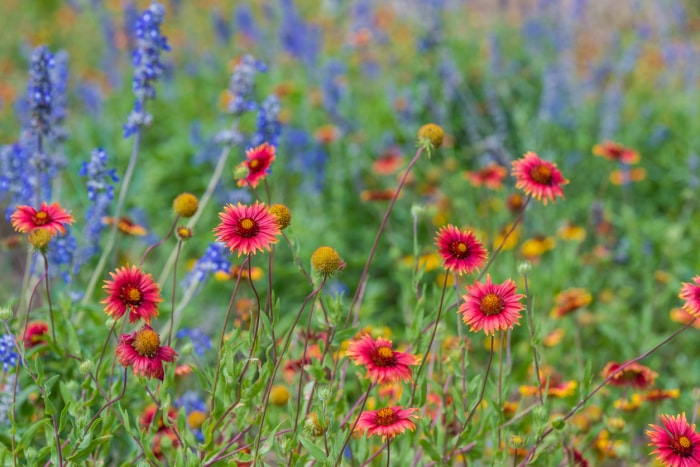 Fleurs sauvages colorées, bleues, violettes et rouges, dans une prairie.