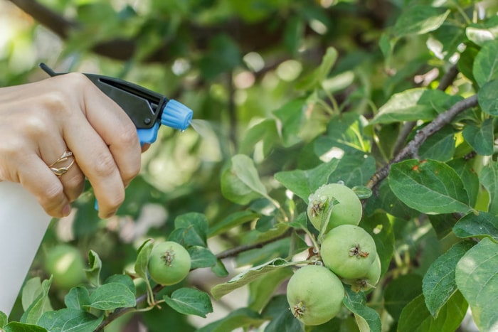 Quand pulvériser les arbres fruitiers : pulvérisation combinée pendant la saison de croissance