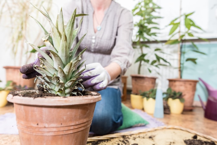 soins des plantes d'ananas