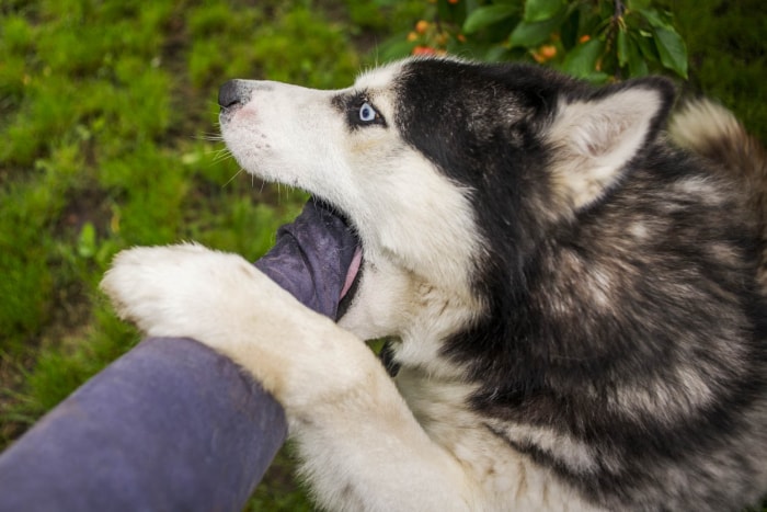 Avoir un chien dissuade-t-il les cambrioleurs ? Un chien de garde peut arrêter un intrus