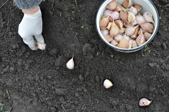 Planter de l'ail dans le jardin