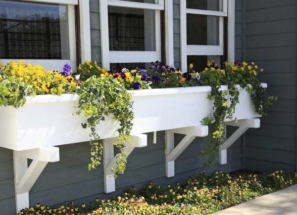 Fenêtres à double guillotine sur une maison grise avec des bacs à fleurs blancs