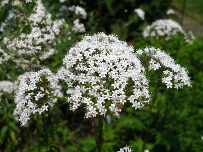 Plante à nombreuses fleurs blanches