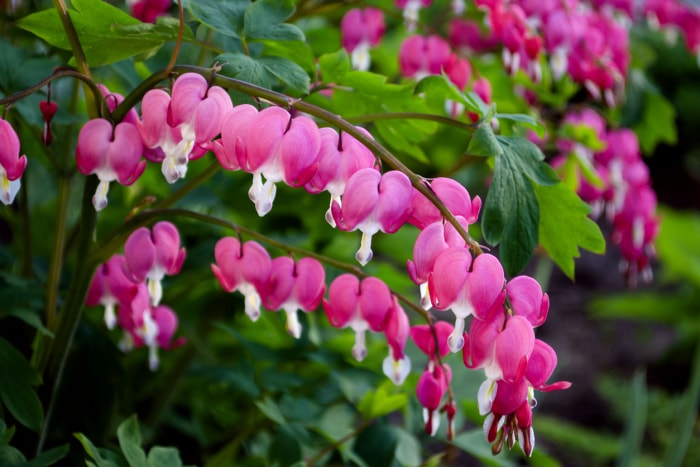 Fleurs de cœur saignant poussant sur un buisson à l'extérieur.