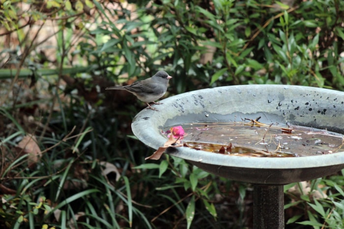 bain d'oiseaux dans le jardin avec des feuilles dans l'eau et un oiseau perché sur le bord