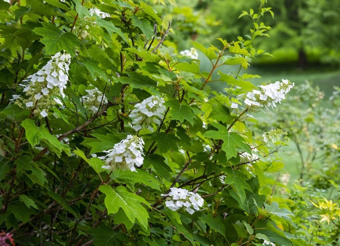 14 meilleures plantes pour sous les arbres