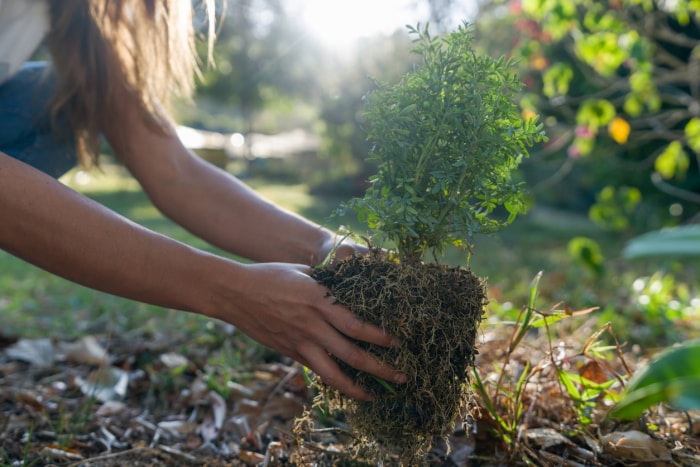 Gros plan sur une femme plantant un arbre dans son jardin - concepts environnementaux