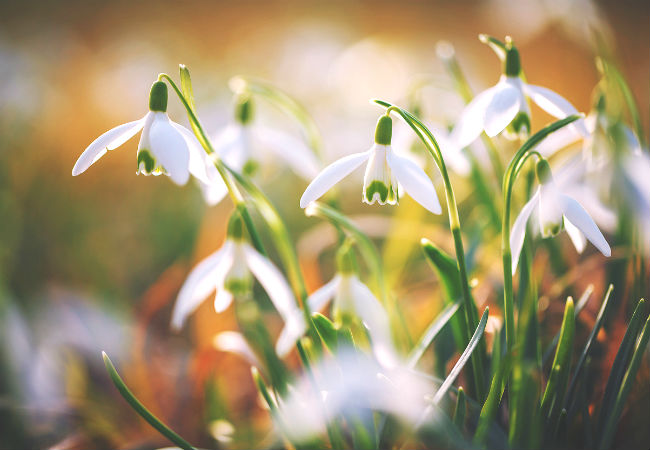 8 fleurs d'hiver colorées à connaître - Le perce-neige