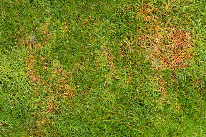 Herbe verte avec rouille foncée.