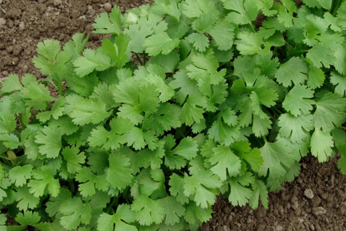 cultiver des herbes en extérieur