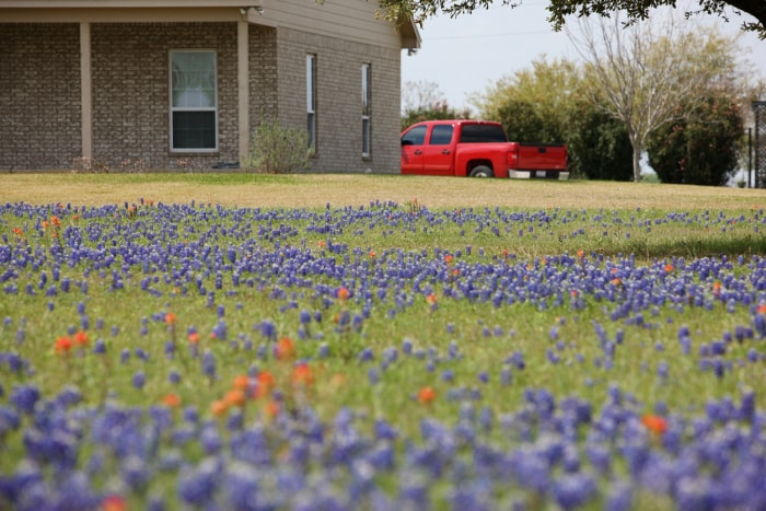 maison en briques beiges avec une camionnette rouge garée à proximité et un champ de lupins sauvages