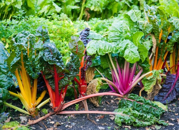 Les légumes, fruits et herbes à croissance rapide pour les jardiniers impatients