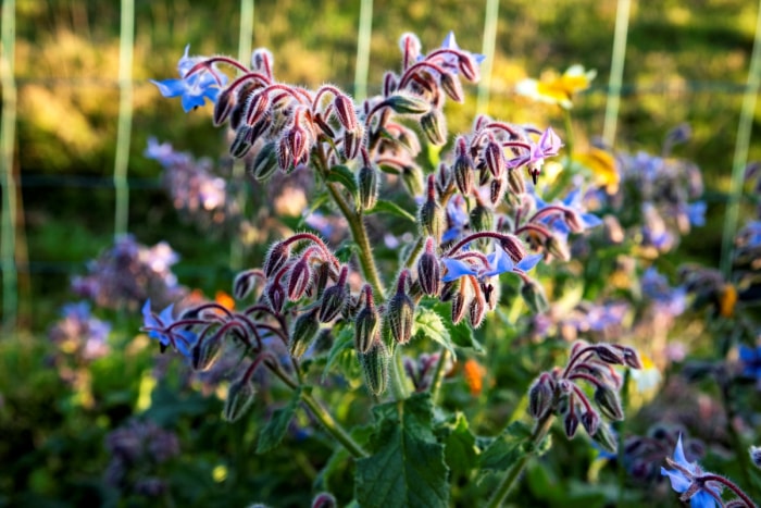 Plante à fleurs de bourrache bleue poussant dans le jardin.