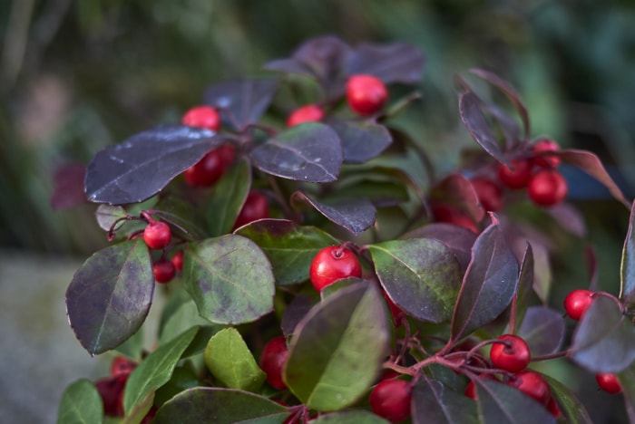 Gaultheria procumbens avec fruit