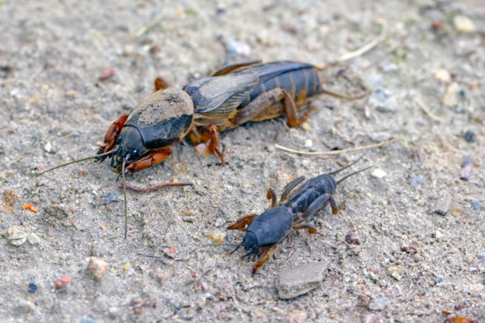 comment se débarrasser des grillons taupes - adulte et jeune insecte