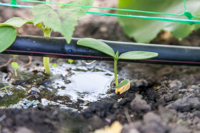 iStock-918862604 14 astuces pour protéger votre jardin des intempéries culture de concombres, irrigation goutte à goutte