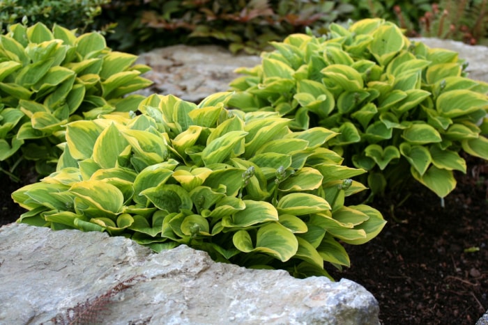 Trois grands hostas verts dans un paillis brun foncé, entourés de pierres de paysagisme.