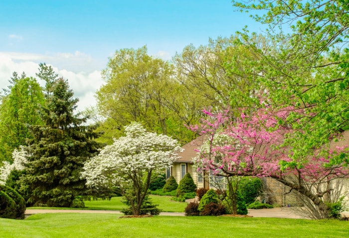 Divers arbres autour de la maison