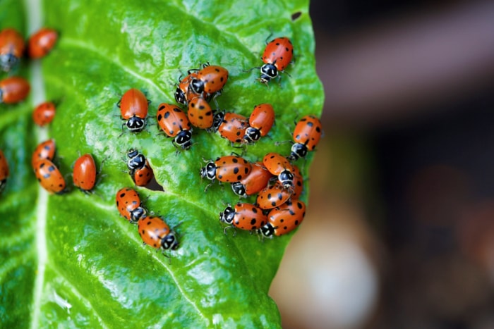 12 façons de prédire le temps en observant la nature dans votre jardin - groupe de coccinelles