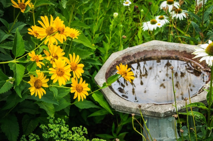 Fleurs jaunes près d'un bain d'oiseaux avec de l'eau stagnante.