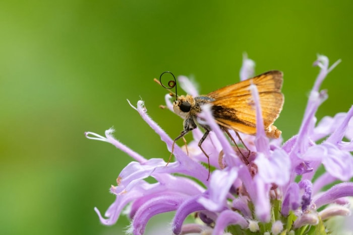 types de papillons