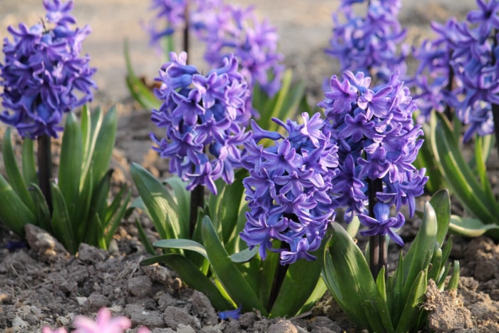 Fleurs de jacinthe bleue