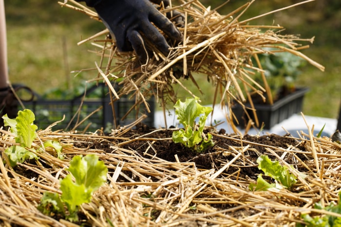 10 choses que tout nouveau jardinier devrait savoir jardinier plantation de paillis de paille