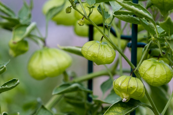 Gros plan d'une plante de tomatillo.