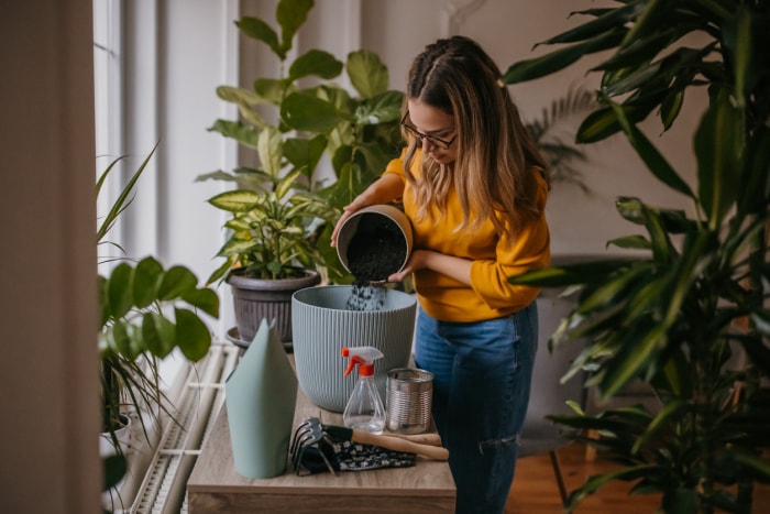 comment se débarrasser des moucherons femme rempotage plante