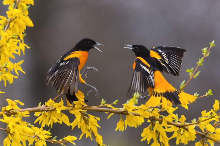 Deux loriots assis sur un arbre en fleurs au début du printemps.